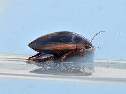 Attēlu rezultāti vaicājumam “Hydaticus transversalis”