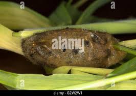Attēlu rezultāti vaicājumam “Euthrix potatoria cocoon”