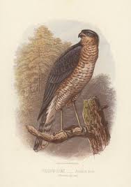 Attēlu rezultāti vaicājumam “Accipiter nisus”