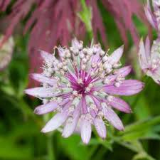 Image result for Astrantia majon `Abbey Road`