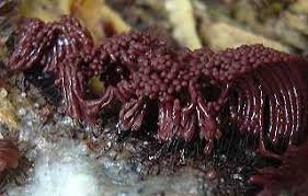 Attēlu rezultāti vaicājumam “Stemonitis flavogenita spores”