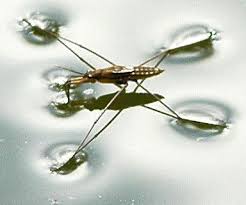 Attēlu rezultāti vaicājumam “Limnoporus rufoscutellatus”