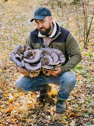 Attēlu rezultāti vaicājumam “Vouauxiomyces santessonii”