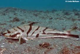 Image result for Menticirrhus americanus