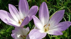 Image result for Herbstzeitlose