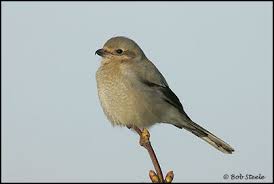 Attēlu rezultāti vaicājumam “Lanius excubitor adult”