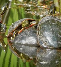 Attēlu rezultāti vaicājumam “Tortula lingulata macro”