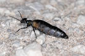 Attēlu rezultāti vaicājumam “Meloe sp.”