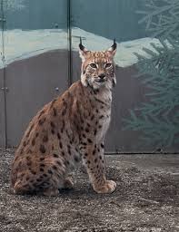 Afbeeldingsresultaat voor lynx