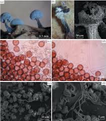 Attēlu rezultāti vaicājumam “Comatricha fragilis stalked”