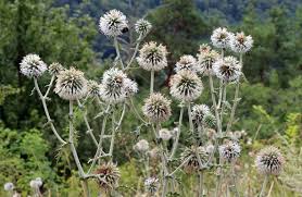 Attēlu rezultāti vaicājumam “Echinops sphaerocephalus flower”