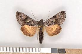 Attēlu rezultāti vaicājumam “Syngrapha interrogationis”