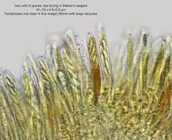 Attēlu rezultāti vaicājumam “Mollisia cinerea”