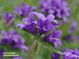 Attēlu rezultāti vaicājumam “Campanulaceae”