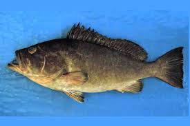 Image result for Hyporthodus quernus