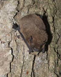 Attēlu rezultāti vaicājumam “Pipistrellus nathusii”