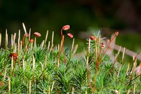 Attēlu rezultāti vaicājumam “Polytrichum juniperinum sporophyte”
