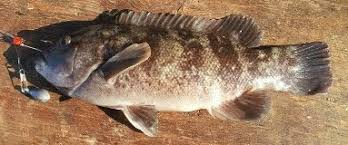 Image result for Tautoga onitis