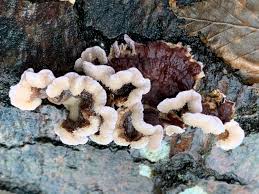 Attēlu rezultāti vaicājumam “Bryoerythrophyllum recurvirostrum sporophyte”