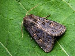 Attēlu rezultāti vaicājumam “Tholera cespitis”