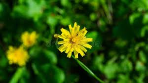 Attēlu rezultāti vaicājumam “Crepis tectorum flower”