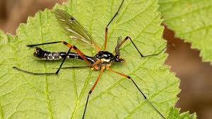 Attēlu rezultāti vaicājumam “Alloeotomus sp.”