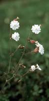 Attēlu rezultāti vaicājumam “Silene latifolia subsp. alba flower”