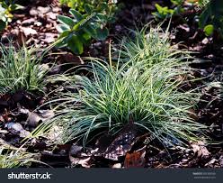 Attēlu rezultāti vaicājumam “Carex ornithopoda leaf”