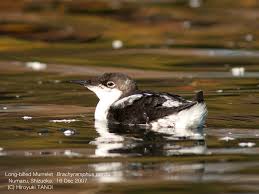 Image result for Brachyramphus perdix