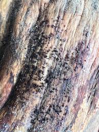 Attēlu rezultāti vaicājumam “Comatricha tenerrima stalked”