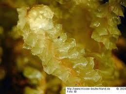 Attēlu rezultāti vaicājumam “Barbilophozia lycopodioides macro”