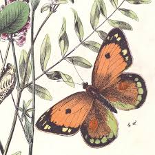 Attēlu rezultāti vaicājumam “Colias palaeno female”