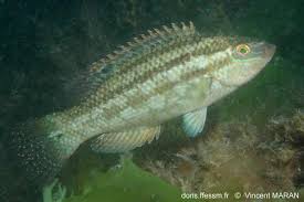 Image result for Symphodus bailloni