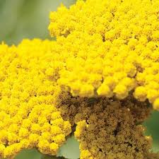 Image result for Achillea filipendulina