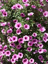 Image result for Petunie