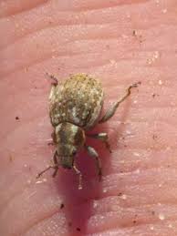 Attēlu rezultāti vaicājumam “Philopedon plagiatum”