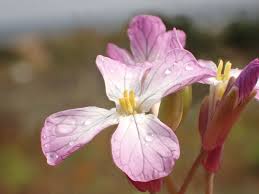 Attēlu rezultāti vaicājumam “Raphanus sativus flower”