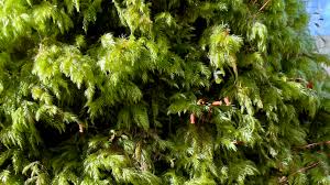 Attēlu rezultāti vaicājumam “Isothecium myosuroides”