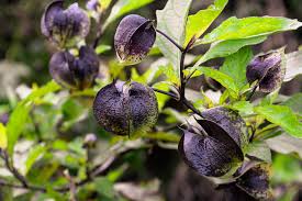 Attēlu rezultāti vaicājumam “Nicandra physalodes fruit”