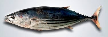 Image result for Katsuwonus pelamis