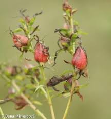 Attēlu rezultāti vaicājumam “Hypericum perforatum bud”