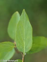 Attēlu rezultāti vaicājumam “Lonicera tatarica leaf”