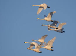 Attēlu rezultāti vaicājumam “Cygnus cygnus adult”