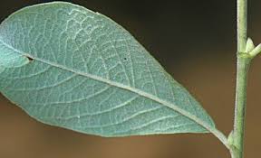 Attēlu rezultāti vaicājumam “Salix caprea leaf”