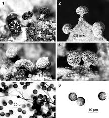 Attēlu rezultāti vaicājumam “Didymium squamulosum stalked”