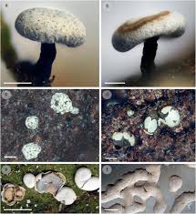 Attēlu rezultāti vaicājumam “Diderma chondrioderma spores”