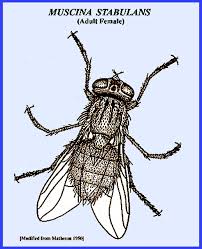 Attēlu rezultāti vaicājumam “Diachea muscorum young”