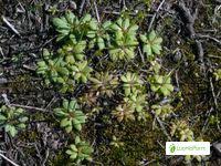 Attēlu rezultāti vaicājumam “Androsace septentrionalis fruit”