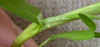 Image result for rosa aquatica