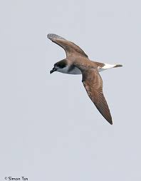 Image result for Pterodroma hasitata